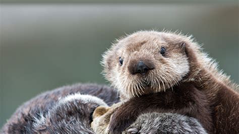 Cute Sea Otter Pup Wallpaper