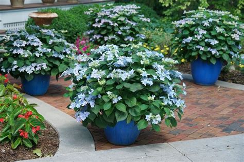 Hydrangea Fertilizer Guide - How to Fertilize Hydrangeas | Garden Design