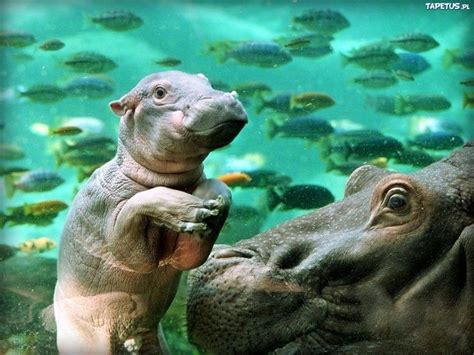 Hippo & baby swimming underwater