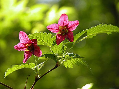 Salmonberry - Native Plants For Sale Online | Native Foods Nursery