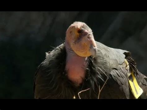 Conservation Connect: California Condor - YouTube