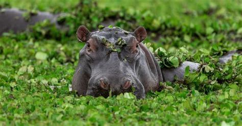 Hippo Milk: The Real Story Why It's Pink - A-Z Animals