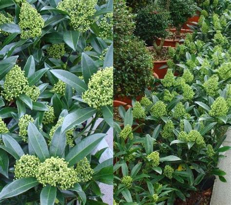 Skimmia Evergreen Shrubs Provide Winter Interest In Your Garden