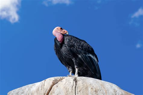 California Condor Population Rebounding After the Bird Species Nearly Went Extinct