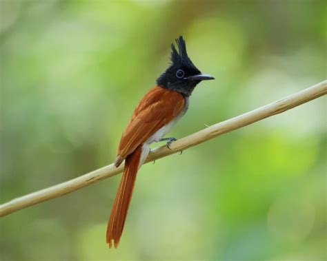 Indian Paradise Flycatcher - Facts, Diet, Habitat & Pictures on ...