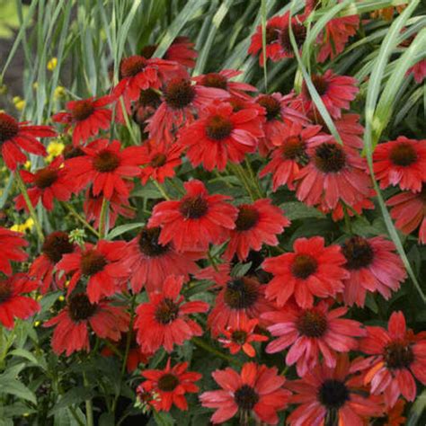 50 Bright Red Coneflower Seeds Echinacea Flowers Perennial | Etsy