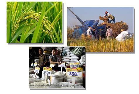 Cambodia Increases Rice Exports: ~ CAM-SIT