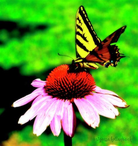 Butterfly feeding Photograph by Brigette Hollenbeck - Fine Art America