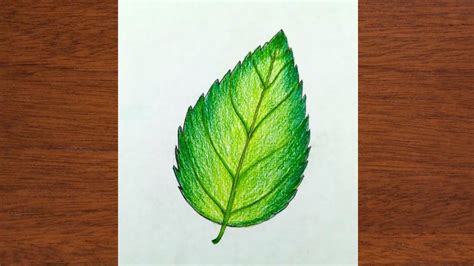 How to draw a Leaf | easy Leaf drawing | beautiful Leaf drawing | step by step by iqra easy draw ...