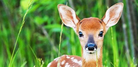 Deer Names for Pets, Plushies and More