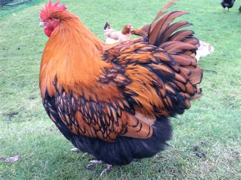 Orpington For Sale | Chickens | Breed Information | Omlet