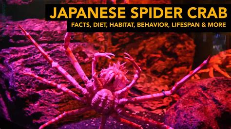 Japanese Spider crab - Facts, Diet, Habitat, Behavior, Lifespan & More ...