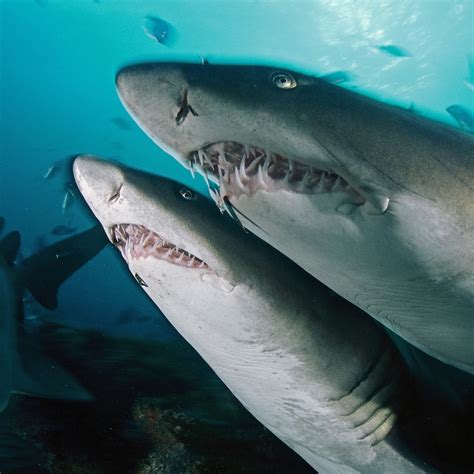 Sand Tiger Shark | National Geographic