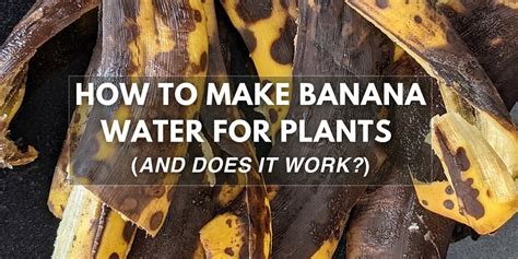 How to Make Banana Water for plants and Does it Work?