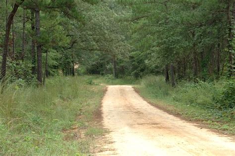 Tuskegee national forest