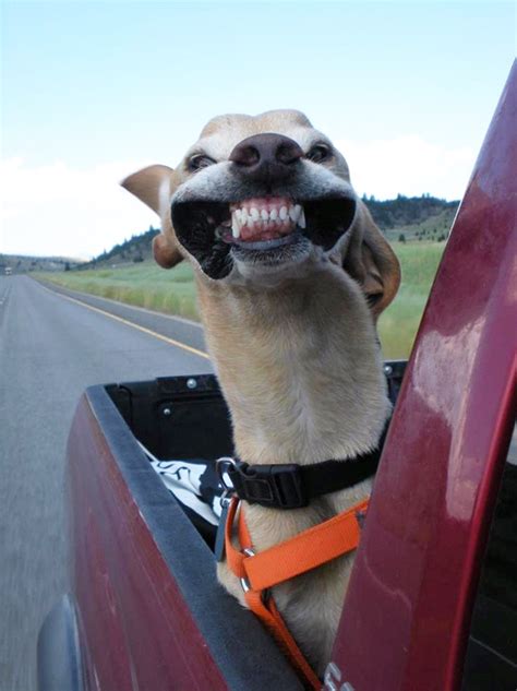 Otters and Science News: MORE FUNNY PICTURES OF DOGS RIDING IN CARS