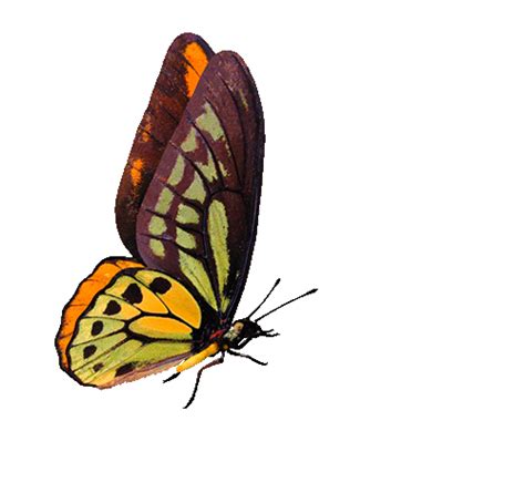 Animated Butterflies Flying - ClipArt Best