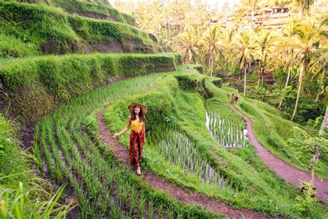 Best of Ubud Private Day Tour 2024