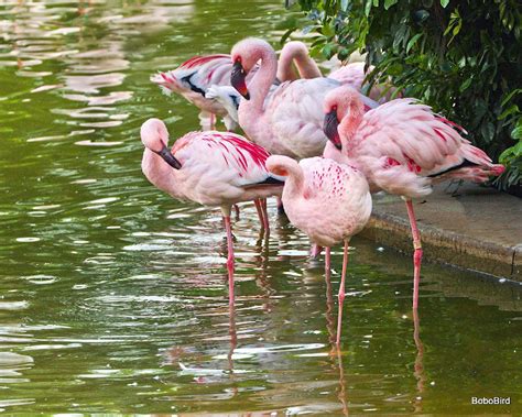 The birds of Kowloon Park -- Birds in photography-on-the.net forums