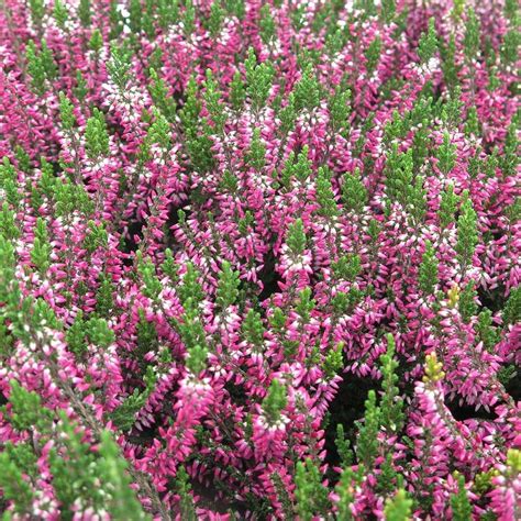 Calluna | White Flower Farm