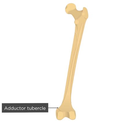 Femur Bone - Posterior Markings