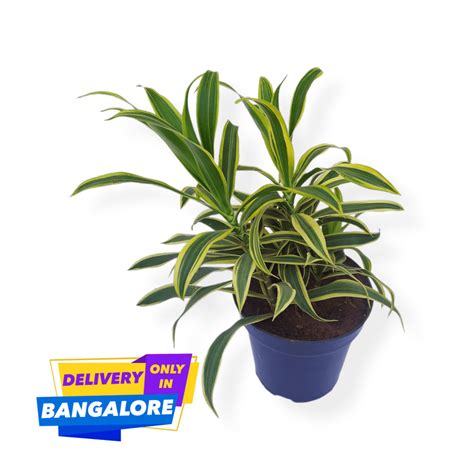 Buy Song of India Plant Online | TheBaghstore - All Indoor Plants