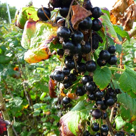 Ben Connan Blackcurrant Bush | Blackcurrant Plants For Sale