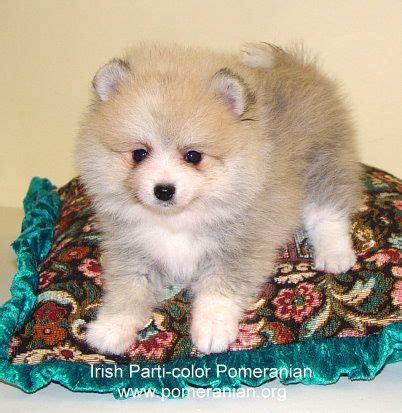 Pomeranian Color Change Chart - Pets Lovers