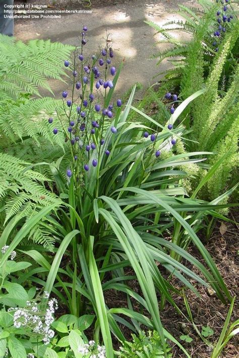 PlantFiles Pictures: Dianella Species, Tasman Flax Lily, Tasmanian Flax Lily (Dianella tasmanica ...