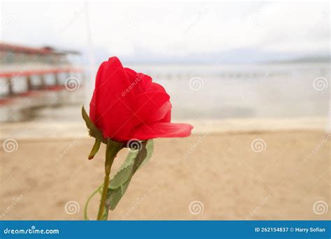 Rose Flower with Blur Background Stock Image - Image of element, card: 262154837