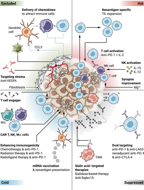 Combination cancer immunotherapies: Emerging treatment strategies adapted to the tumor ...