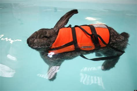 Have You Ever Seen a Rabbit Swim? - Demotix.com