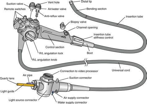 Endoscopy | Veterian Key