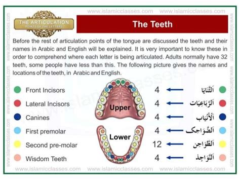 Articulation points-of-the-letters- makhraj in 2021 | Lettering, Islamic books for kids, Learn quran