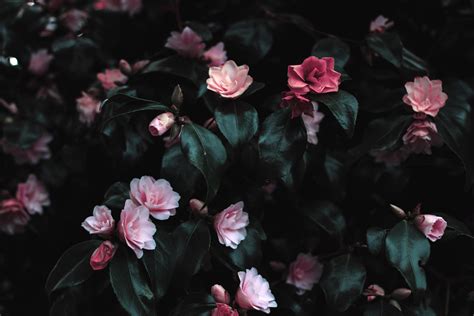 Blooming Pink Petals: 4k Ultra HD Wallpaper by Lisa Fotios