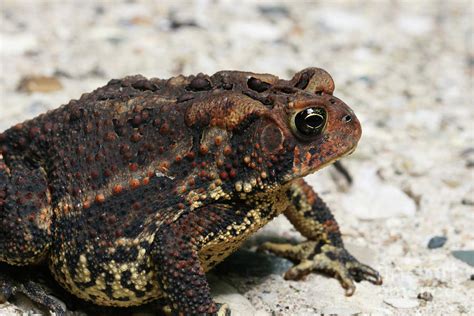 Fowler's Toad #2 Photograph by Judy Whitton