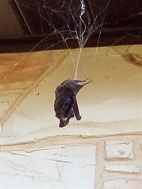 Bat eating spider catches big snack in web outside Texas home - ABC13 ...