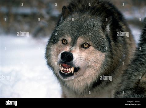 Timber or Grey Wolf, Canis Lupus, Minnesota USA single wolf showing Stock Photo: 155020433 - Alamy