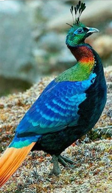 HIMALAYAN MONAL PHEASANT | Wild birds photography, Beautiful birds ...