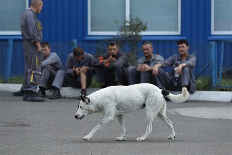 The radioactive dogs of Chernobyl | New York Post