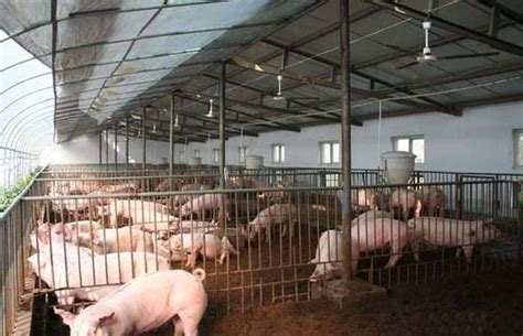 Modernized Piggery Farm-Pig Farming Equipment Manufacturer