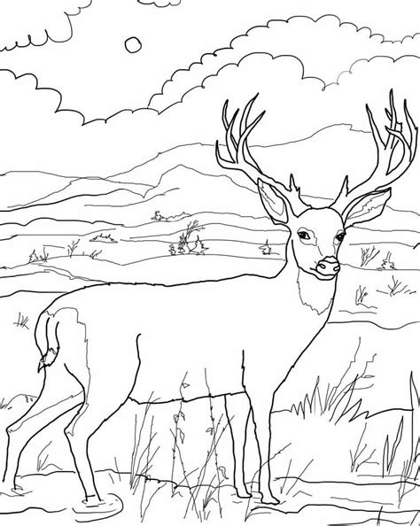 Pretty Deer Coloring Page | The Best Porn Website