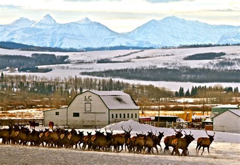 Photo: Hungry elk herd - Alberta Farmer Express