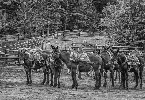 Pack Mules Photograph by Thomas Young | Fine Art America