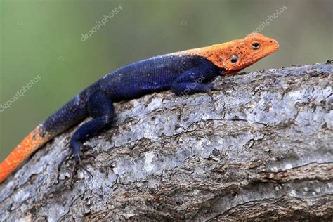 Red Headed Agama Lizard - Uganda, Africa — Stock Photo © imagex #12340805