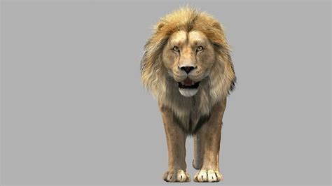 Lion 3d Model | ubicaciondepersonas.cdmx.gob.mx