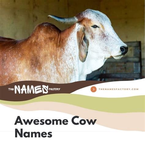 330+ Perfect Cow Names for Your Bovines