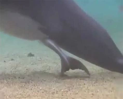 Watch incredible moment of dolphin giving birth in the sea