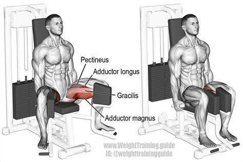 Seated hip adduction. An auxiliary leg exercise that targets your hip adductors (adductor magnus ...