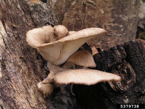 oyster mushroom (Pleurotus ostreatus)